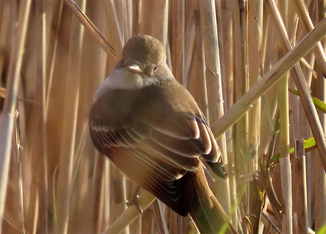 Ash-throated Flycatcher
