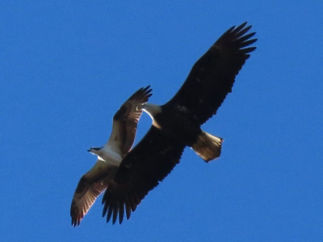 Bald Eagle