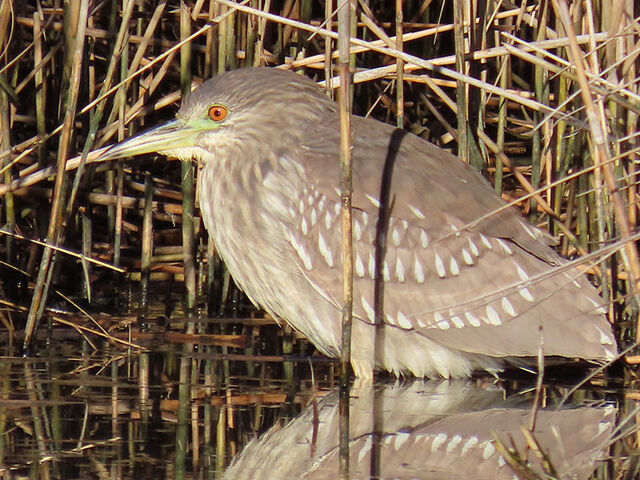 Black-crowned Night-Heron