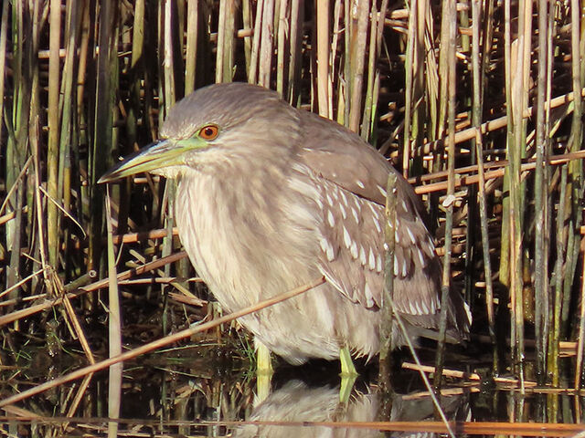 Black-crowned Night-Heron