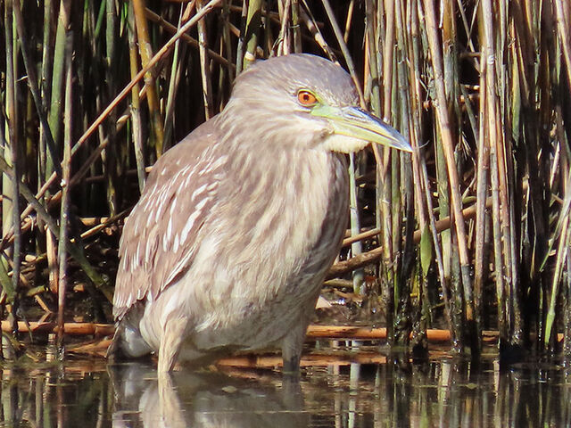 Black-crowned Night-Heron