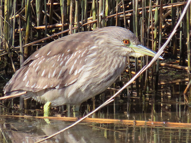 Black-crowned Night-Heron