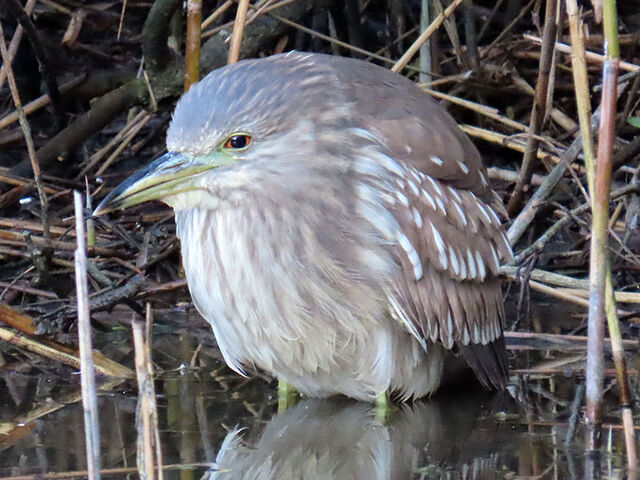 Black-crowned Night-Heron