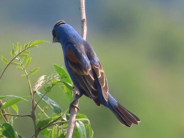 Blue Grosbeak