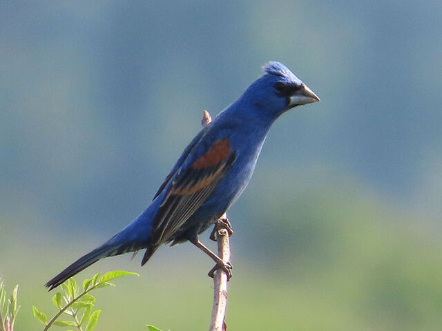 Blue Grosbeak