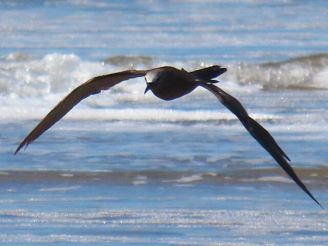 Brown Noddy