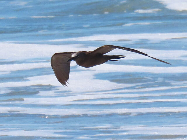 Brown Noddy