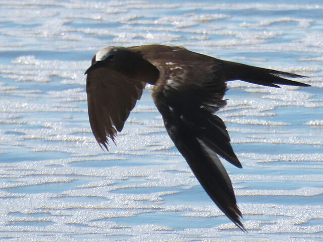Brown Noddy