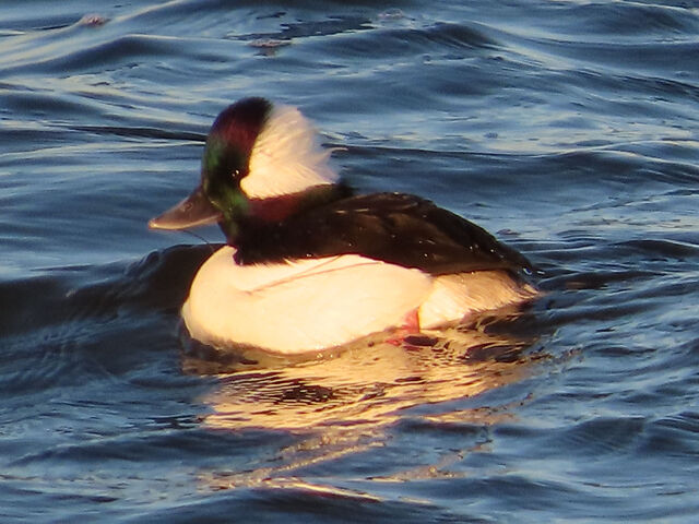 Bufflehead