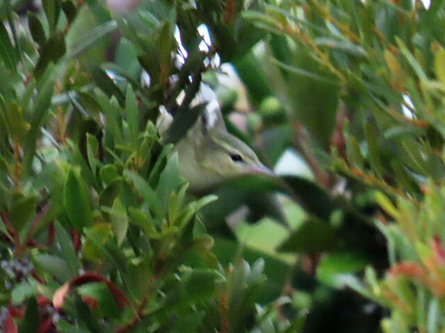 Cerulean Warbler
