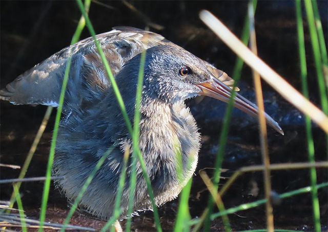 Clapper Rail