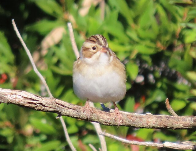 Clay-colored Sparrow