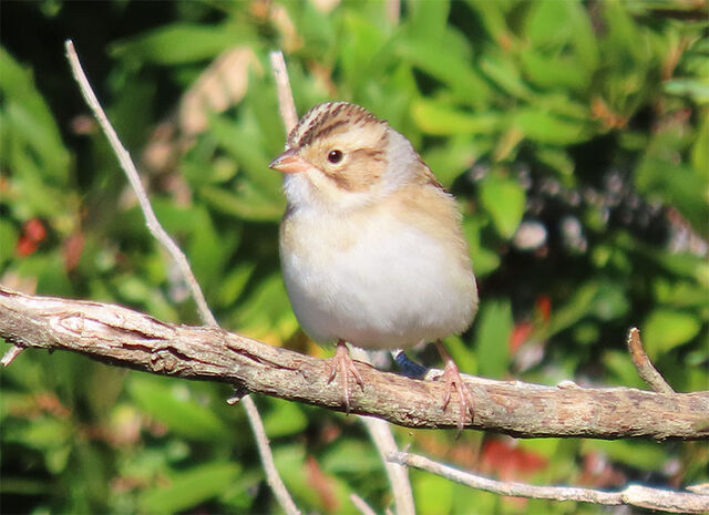 Clay-colored Sparrow