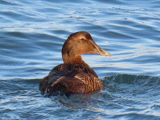Common Eider