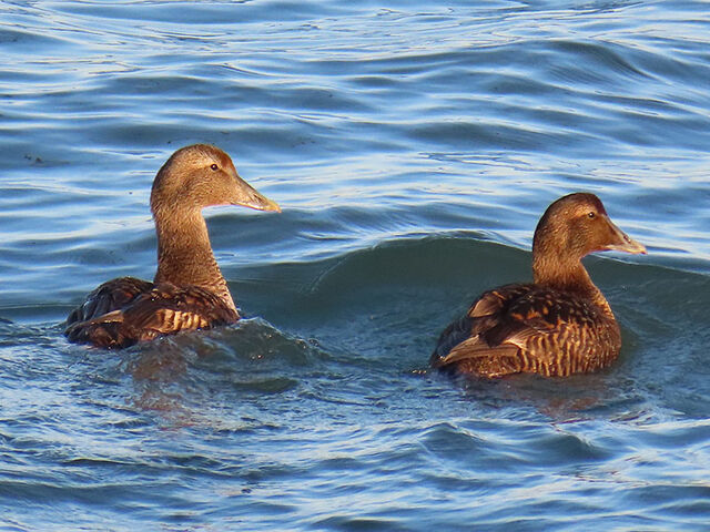 Common Eider