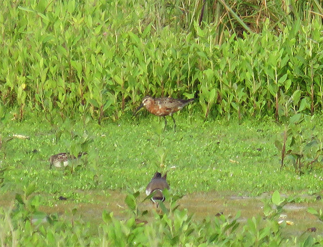 Curlew Sandpiper