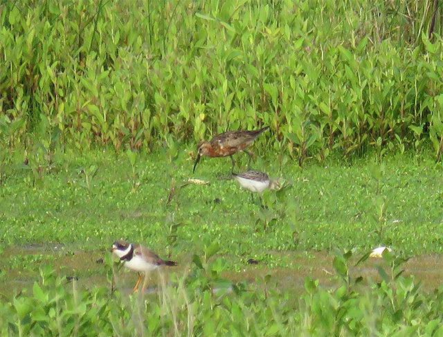Curlew Sandpiper