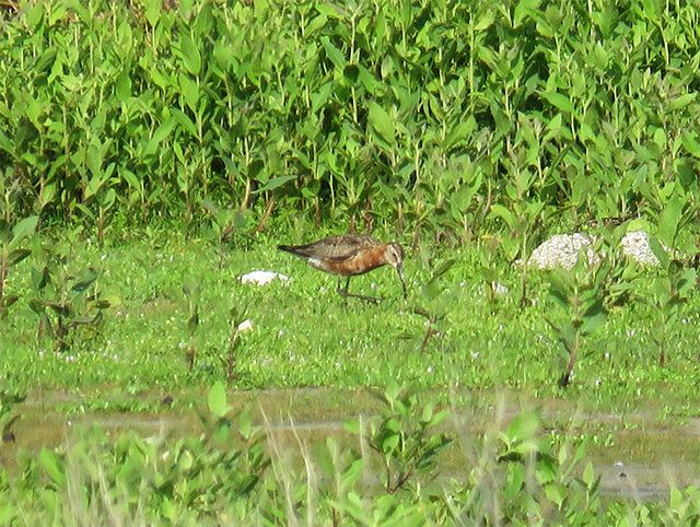 Curlew Sandpiper