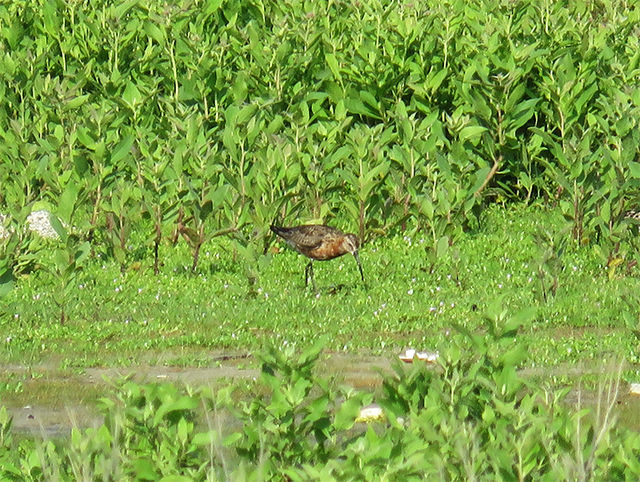 Curlew Sandpiper