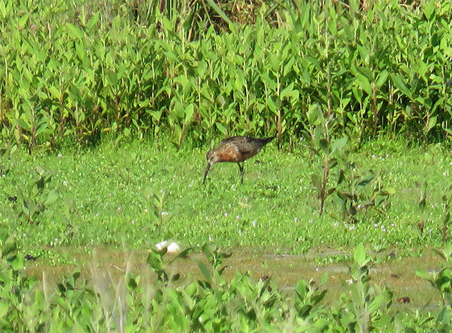 Curlew Sandpiper