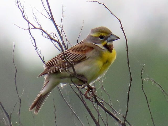 Dickcissel