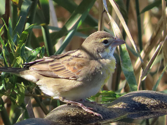 Dickcissel