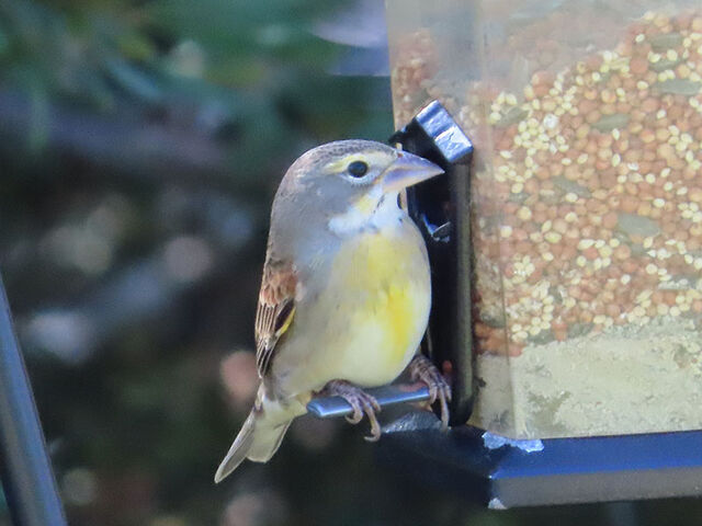 Dickcissel