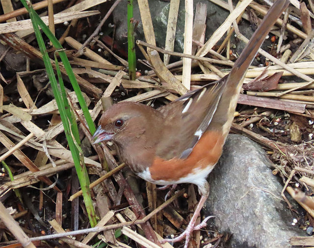 Eastern Towhee