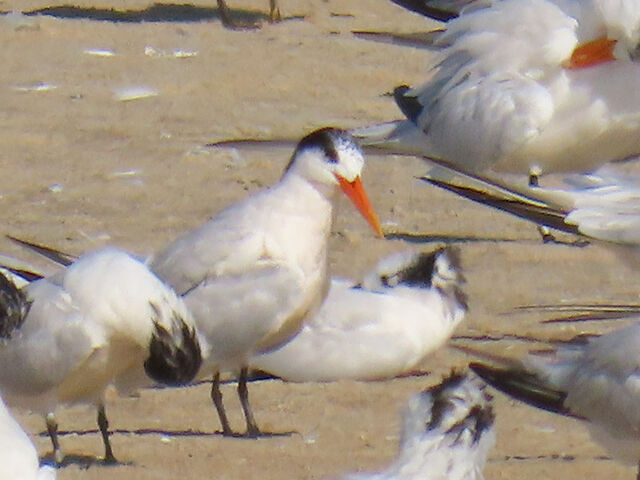 Elegant Tern