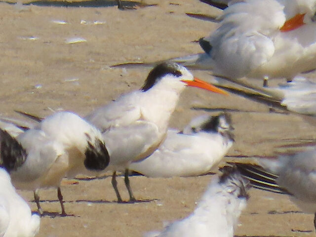 Elegant Tern