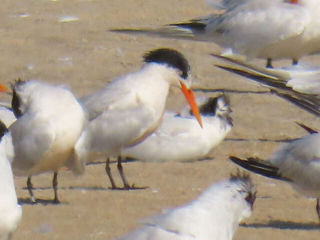 Elegant Tern