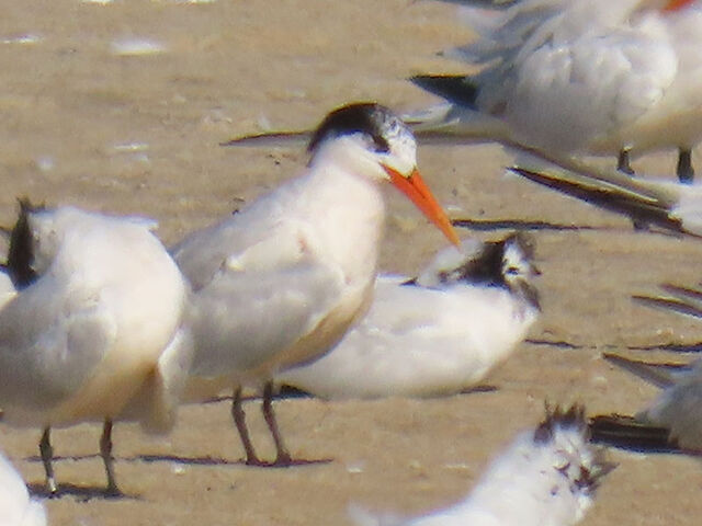 Elegant Tern