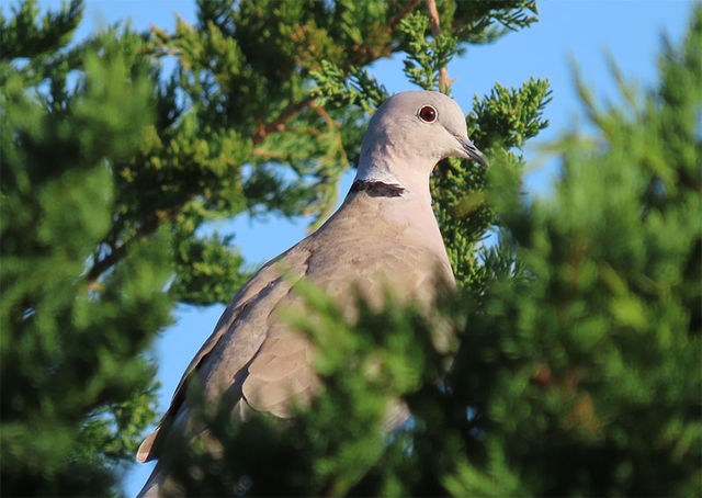 Eurasian Collared-Dove