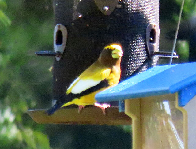 Evening Grosbeak