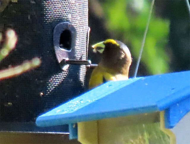 Evening Grosbeak