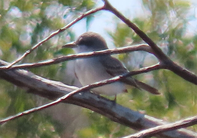 Gray Kingbird