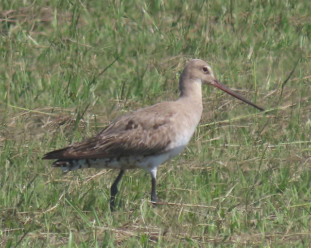 Hudsonian Godwit