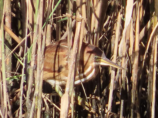 Least Bittern