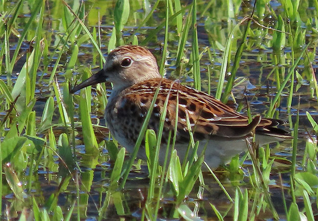 Least Sandpiper