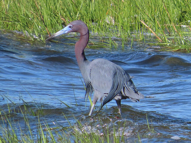 Little Blue Heron