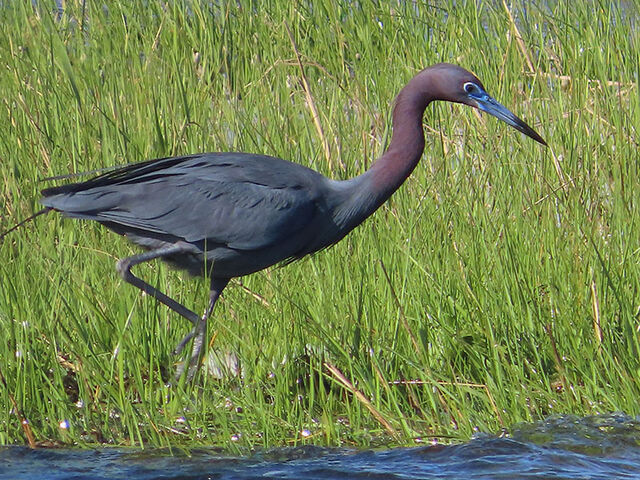 Little Blue Heron