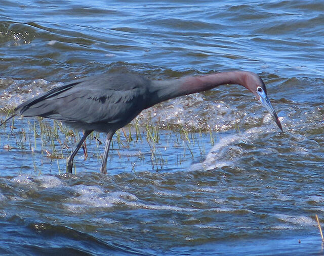 Little Blue Heron