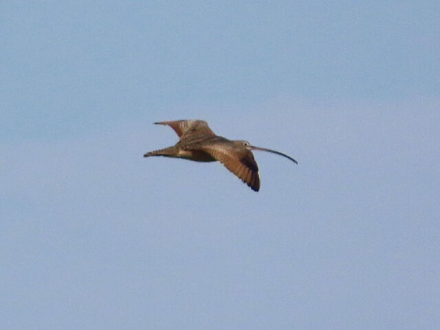 Long-billed Curlew