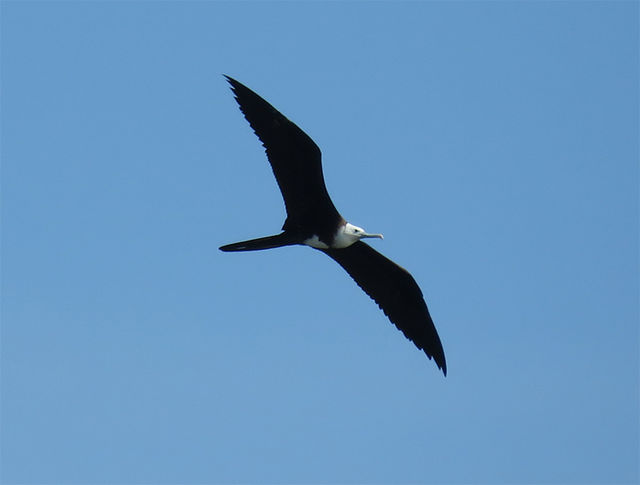 Magnificent Frigatebird