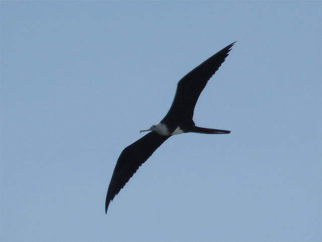 Magnificent Frigatebird