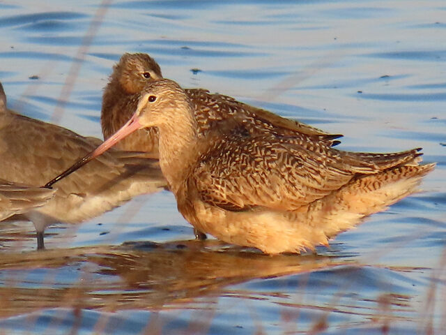 Marbled Godwit