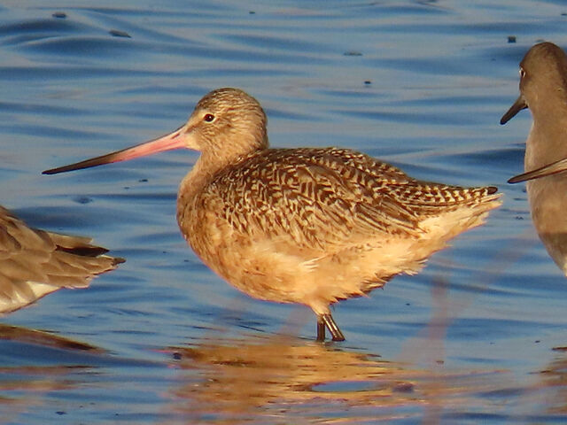 Marbled Godwit