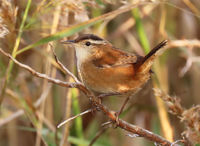 Marsh Wren