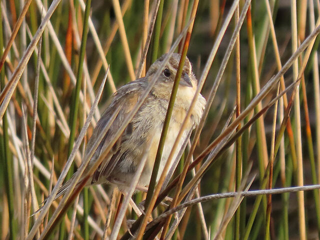 Nelson's Sparrow