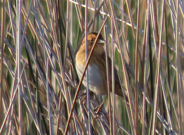 Nelson's Sparrow